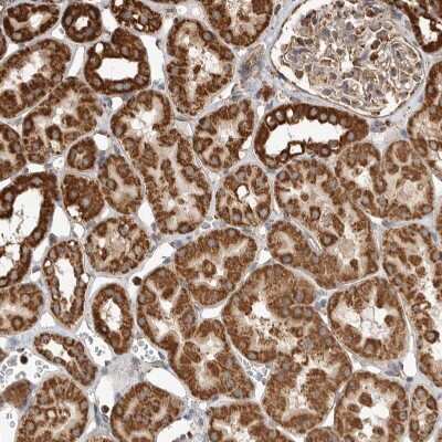 Immunohistochemistry-Paraffin: GCNT2 Antibody [NBP1-88781]