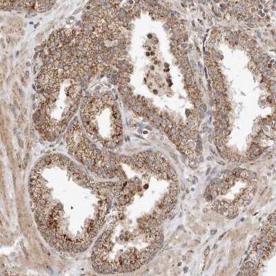 Immunohistochemistry-Paraffin: GCNT2 Antibody [NBP1-88781]