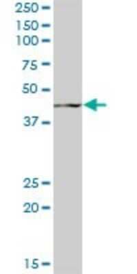 Western Blot: GCNT2 Antibody [H00002651-B01P]