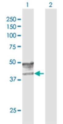 Western Blot: GCNT2 Antibody [H00002651-D01P]