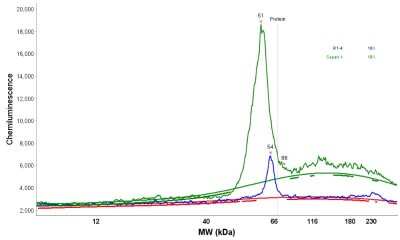 Simple Western: GCNT3 Antibody [NBP1-88313]