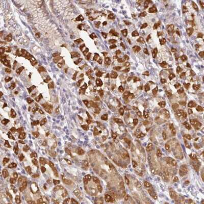 Immunohistochemistry: GCNT7 Antibody [NBP2-49055]
