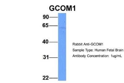 Western Blot: GCOM1 Antibody [NBP1-56359]