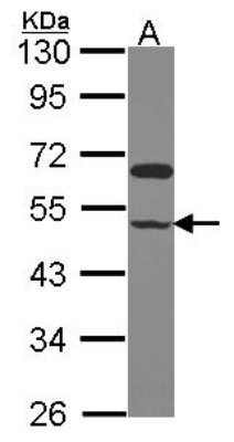 Western Blot: GCOM1 Antibody [NBP2-16627]