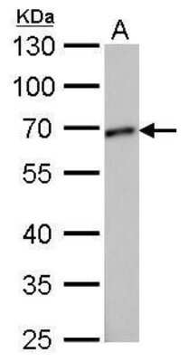 Western Blot: GCP4 Antibody (812) [NBP2-43586]