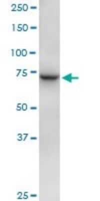 Western Blot: GCP4 Antibody [H00027229-B01P]