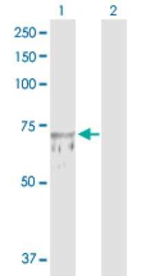 Western Blot: GCP4 Antibody [H00027229-D01P]