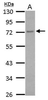 Western Blot: GCP4 Antibody [NBP2-16628]