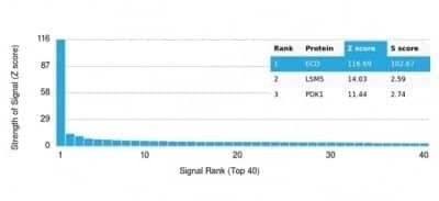 Protein Array: GCR2 Antibody (PCRP-ECD-1D10) - Azide and BSA Free [NBP3-14278]