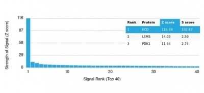 Protein Array: GCR2 Antibody (PCRP-ECD-1D10) [NBP3-13849]
