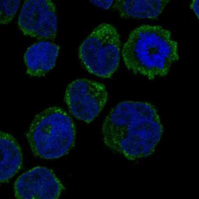 Immunocytochemistry/ Immunofluorescence: GCSAML Antibody [NBP2-58384]