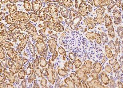 Immunohistochemistry-Paraffin: GCSH Antibody (187) [NBP2-90290]