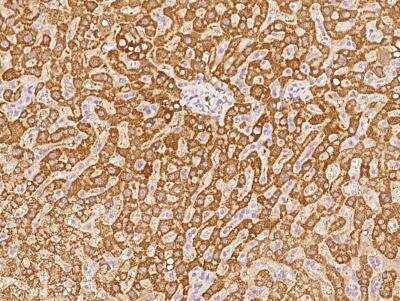 Immunohistochemistry-Paraffin: GCSH Antibody (187) [NBP2-90290]