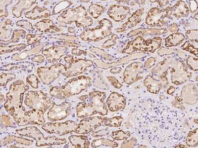 Immunohistochemistry-Paraffin: GCSH Antibody [NBP2-97213]