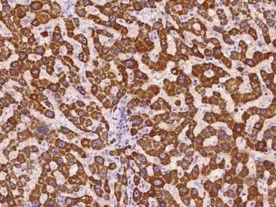 Immunohistochemistry-Paraffin: GCSH Antibody [NBP2-97213]