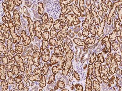 Immunohistochemistry-Paraffin: GCSH Antibody [NBP2-99475]