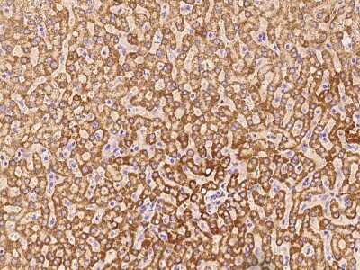 Immunohistochemistry-Paraffin: GCSH Antibody [NBP2-99475]