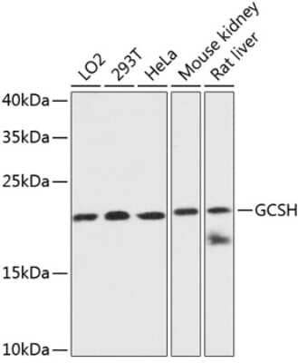 Western Blot: GCSH AntibodyAzide and BSA Free [NBP3-04472]