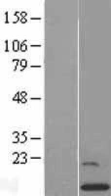 Western Blot: GCSH Overexpression Lysate [NBL1-11020]