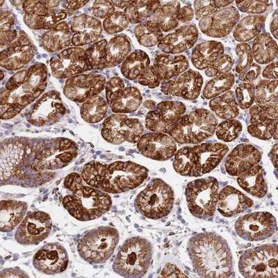 Immunohistochemistry-Paraffin: GDAP2 Antibody [NBP1-91932]