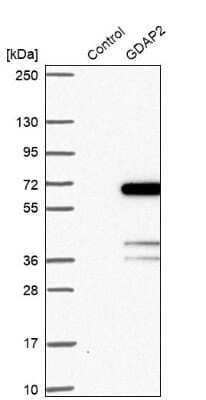 Western Blot: GDAP2 Antibody [NBP1-91932]