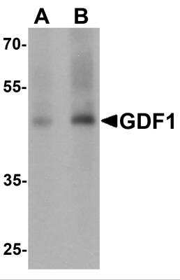 Western Blot: GDF-1 AntibodyBSA Free [NBP2-81826]