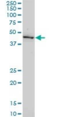 Western Blot: GDF-11/BMP-11 Antibody (1E6) [H00010220-M03]