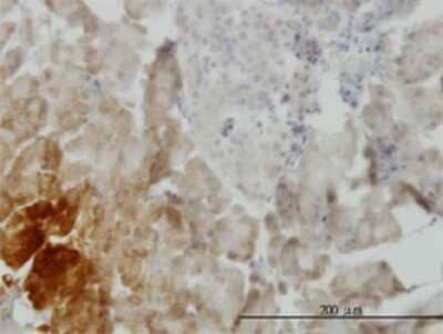 Immunohistochemistry-Paraffin: GDF-11/BMP-11 Antibody (3G6) [H00010220-M01]