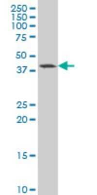 Western Blot: GDF-11/BMP-11 Antibody (4F7) [H00010220-M06]