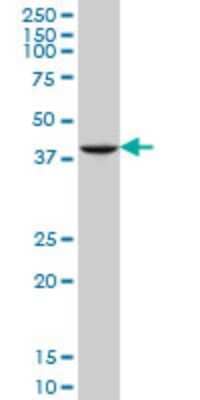 Western Blot: GDF-11/BMP-11 Antibody (4F8) [H00010220-M07]