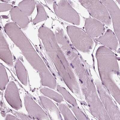 Immunohistochemistry-Paraffin: GDF-11/BMP-11 Antibody [NBP2-57399]