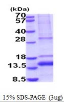 SDS-PAGE: Recombinant Human GDF-11/BMP-11 His Protein [NBP2-52030]