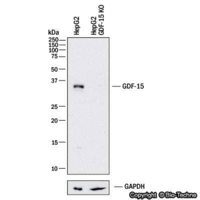 Knockdown Validated: GDF-15 Antibody (6D12.H10.E4) - C-terminus [NBP2-44214]