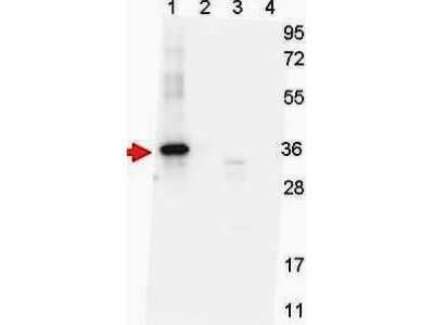 Western Blot: GDF-15 Antibody (7C12.B3.F2) [NBP1-42725]