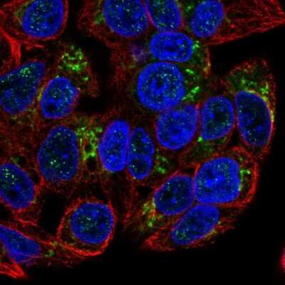 Immunocytochemistry/ Immunofluorescence: GDF-15 Antibody [NBP2-68911]