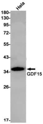 Western Blot: GDF-15 Antibody (S04-8I1) [NBP3-19645]