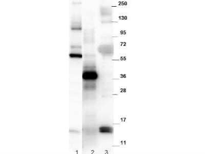 Western Blot: GDF-15 Antibody [NBP1-42732]