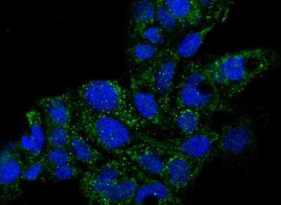 Immunocytochemistry/ Immunofluorescence: GDF-3 Antibody (010) [NBP2-89220]