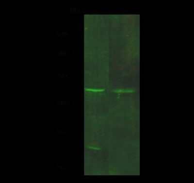 Western Blot: GDF-3 Antibody [NBP2-98719]