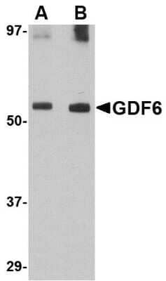 Western Blot: GDF-6/BMP-13 AntibodyBSA Free [NBP1-76364]