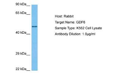 Western Blot: GDF-6/BMP-13 Antibody [NBP2-87494]