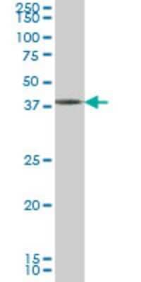 Western Blot: GDF-7/BMP-12 Antibody (3C2) [H00151449-M04]