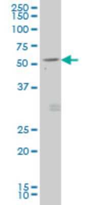 Western Blot: GDF-7/BMP-12 Antibody (3D12) [H00151449-M01]