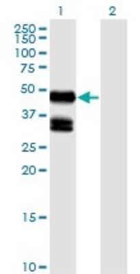 Western Blot: GDF-8/Myostatin Antibody (2D8) [H00002660-M06]