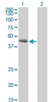 Western Blot: GDF-8/Myostatin Antibody (3E7) [H00002660-M07]