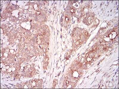 Immunohistochemistry-Paraffin: GDF-8/Myostatin Antibody (6E4B2) - BSA Free [NBP2-37260]