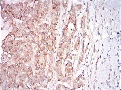 Immunohistochemistry-Paraffin: GDF-8/Myostatin Antibody (6E4B2) - BSA Free [NBP2-37260]