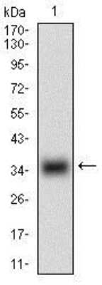 Western Blot: GDF-8/Myostatin Antibody (6E4B2)BSA Free [NBP2-37260]