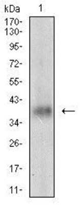 Western Blot: GDF-8/Myostatin Antibody (6E4B2)BSA Free [NBP2-37260]