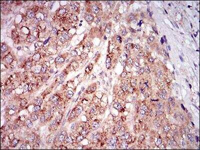 Immunohistochemistry-Paraffin: GDF-8/Myostatin Antibody (6E4E6) - BSA Free [NBP2-37264]